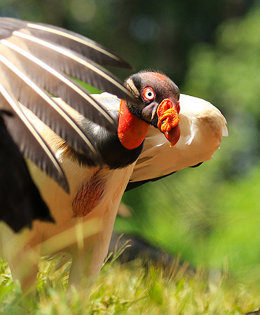 King vulture (sarcoramphe roi)