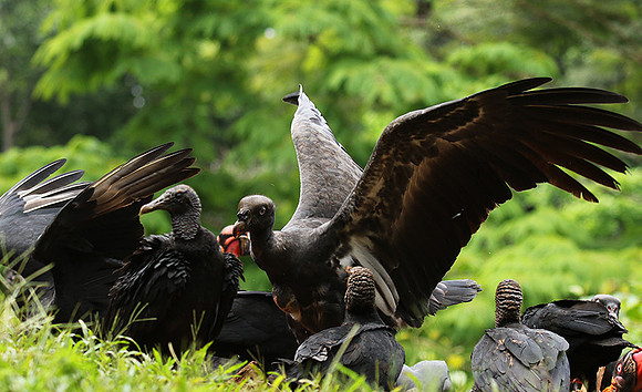King vulture (sarcoramphe roi)
