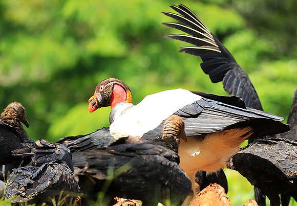 King vulture (sarcoramphe roi)