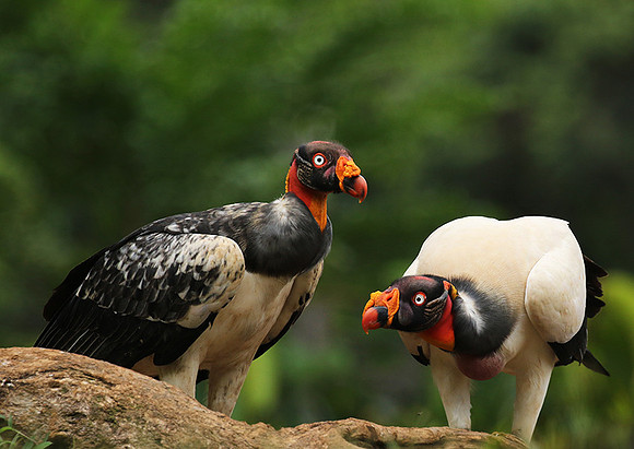 King vulture (sarcoramphe roi)
