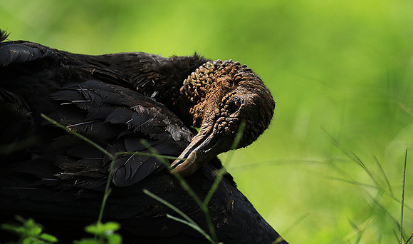 Black vulture