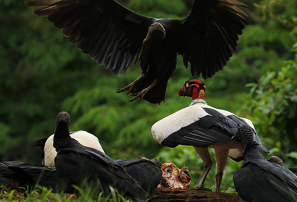 King vulture (sarcoramphe roi)