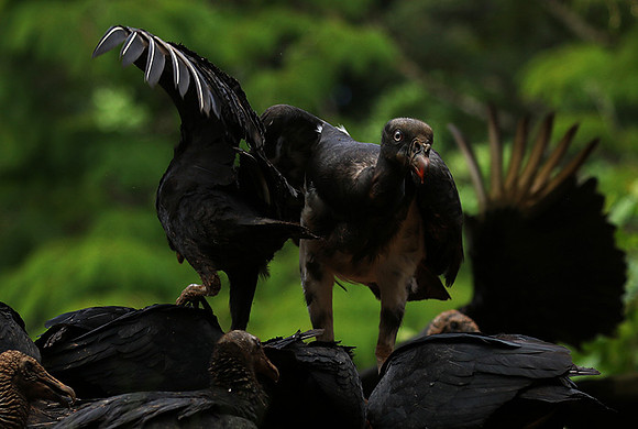 King vulture (sarcoramphe roi)