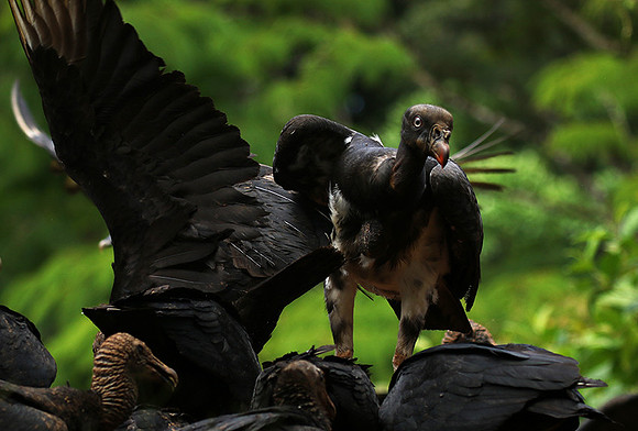 King vulture (sarcoramphe roi)