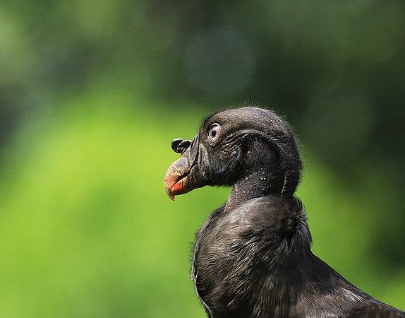 King vulture (sarcoramphe roi)