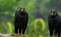 Black vultures