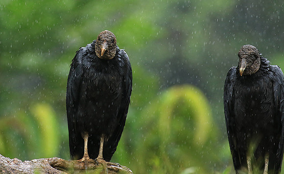 Black vultures
