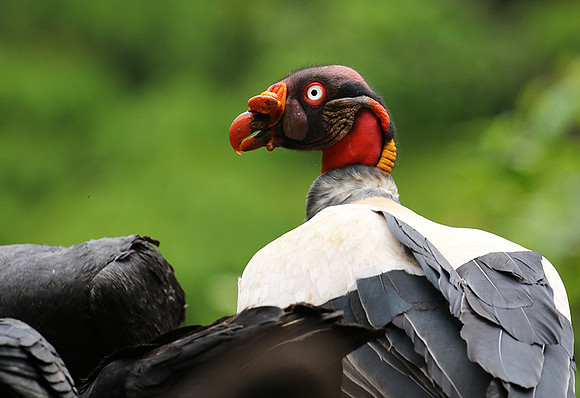 King vulture (sarcoramphe roi)