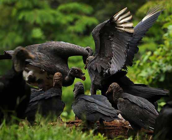 King vulture (sarcoramphe roi)