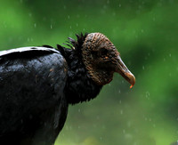 Black vultures