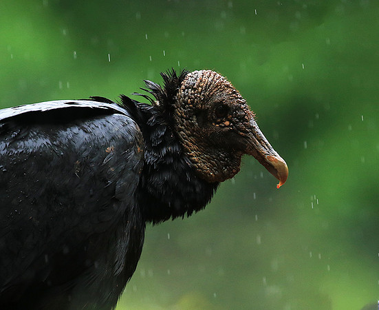 Black vultures