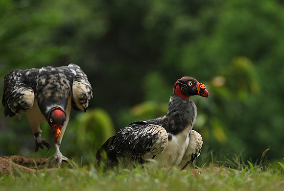 King vulture (sarcoramphe roi)