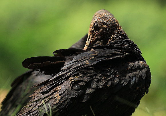 Black vulture