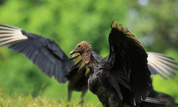 Black vulture