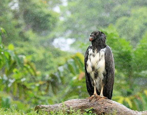 King vulture (sarcoramphe roi)
