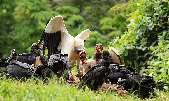King vulture (sarcoramphe roi)
