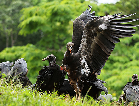King vulture (sarcoramphe roi)