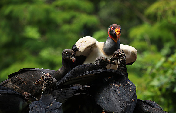 King vulture (sarcoramphe roi)