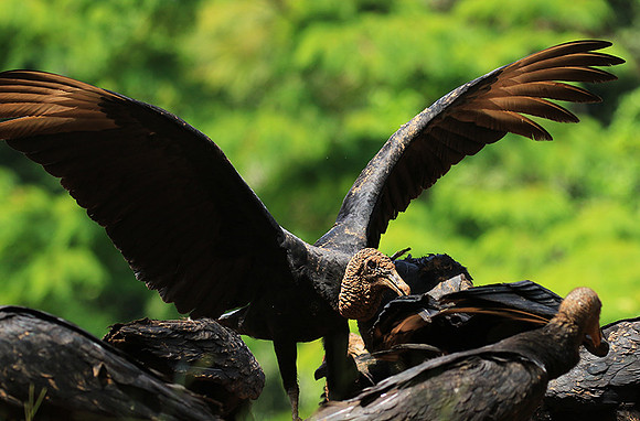 Black vulture
