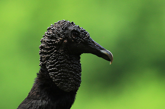 Black vulture