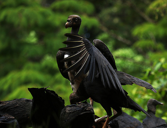 King vulture (sarcoramphe roi)