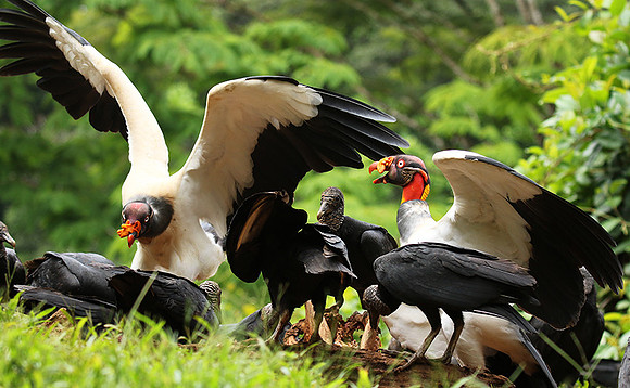 King vulture (sarcoramphe roi)