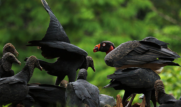 King vulture (sarcoramphe roi)