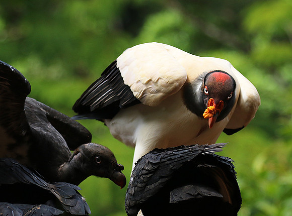King vulture (sarcoramphe roi)