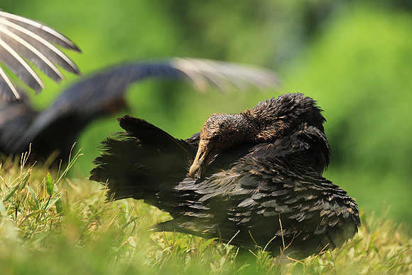 Black vulture