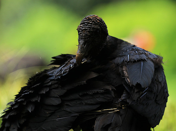 Black vulture