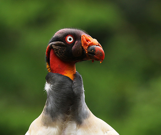 King vulture (sarcoramphe roi)