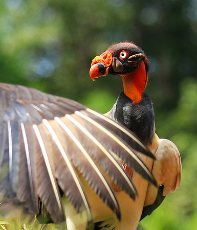 King vulture (sarcoramphe roi)