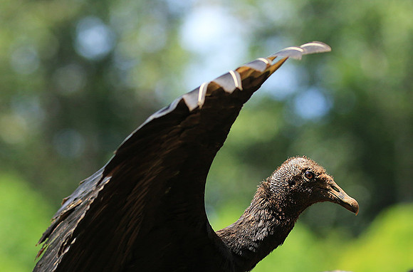 Black vulture