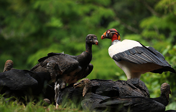 King vulture (sarcoramphe roi)
