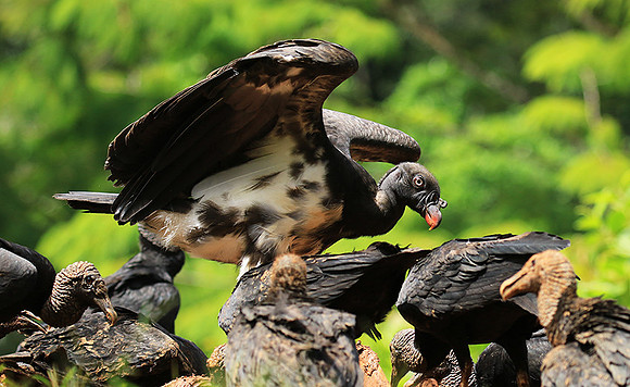 King vulture (sarcoramphe roi)