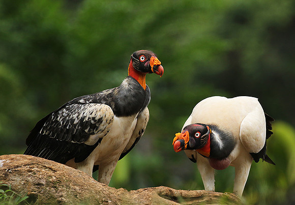 King vulture (sarcoramphe roi)