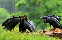 Black vultures