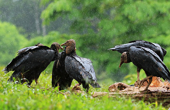 Black vultures