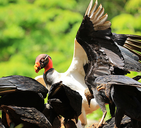 King vulture (sarcoramphe roi)