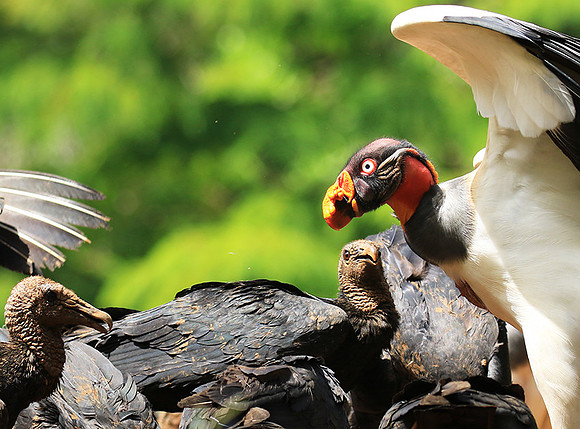 King vulture (sarcoramphe roi)