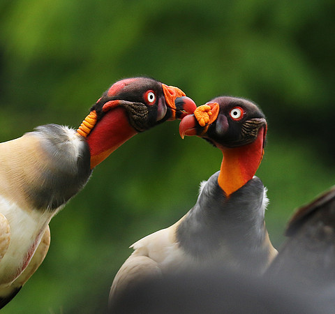 King vulture (sarcoramphe roi)