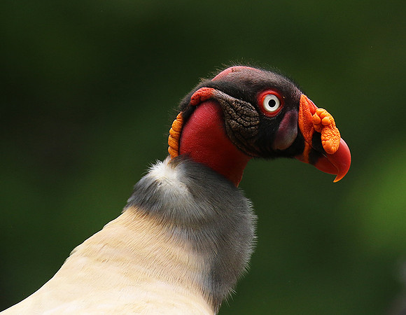 King vulture (sarcoramphe roi)