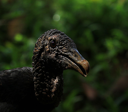 Black vulture