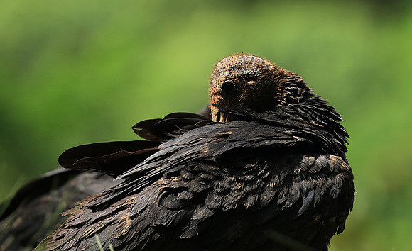 Black vulture