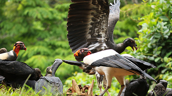 King vulture (sarcoramphe roi)