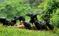Black vultures