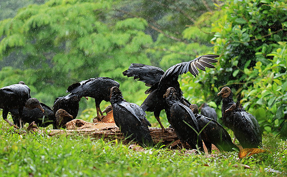 Black vultures