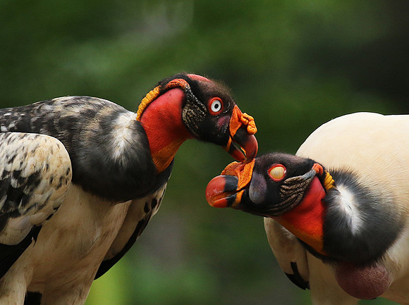 King vulture (sarcoramphe roi)