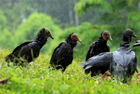 Black vultures