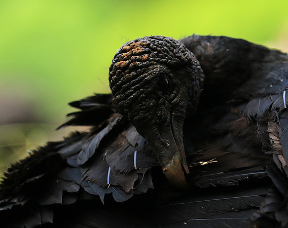 Black vulture